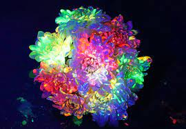 Bioluminescence, the production and emission of light by a living organism. How To Make Glowing Flowers