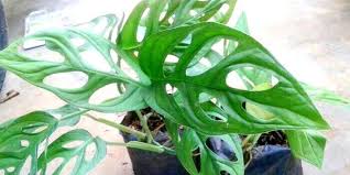 Tanaman ini berasal dari kawasan mediterania. Pamor Tanaman Hias Janda Bolong Dengan Nama Latin Monstera Mencuat Harganya Bisa Sampai Puluhan Juta Teras Jabar