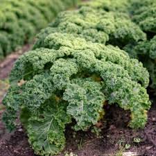 Growing kale indoors is relatively simple, provided you have the right equipment. Tips For Growing Kale In Your Garden