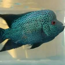 Hallo para penghobi louhan, kali ini saya akan mengajak kalian mengenal beberapa jenis louhan yang saya miliki, di video kali ini saya menampilkan isi dalam. Ikan Louhan Cencu Mutiara Shopee Indonesia