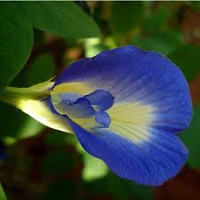 Image result for Clitoria ternatea