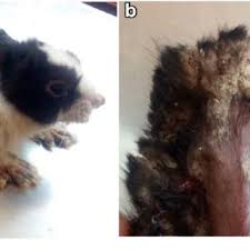 Image result for scabies rabbits ears