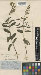 Image result for Vernonia luembensis