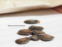 Image result for Albizia adianthifolia