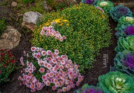 Anastasia alb, breitner, cassandra, daily mirror, marielle, palisade. Nu PierdeÈ›i Festivalul Crizantemelor De La GrÄƒdina BotanicÄƒ IaÈ™i 10 Lei Biletul