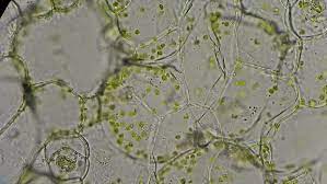 We did not find results for: Full Hd Plant Cells And Stock Footage Video 100 Royalty Free 4949546 Shutterstock