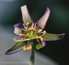 Image result for Ornithoglossum