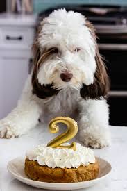 Idee Gateau Pour Chien A La Creme Fouettee Gateau D Anniversaire Pour Chien Gateaux Pour Chiens Gateau En Forme De Chien
