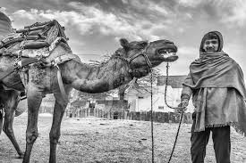 Camels was the first brand of packaged cigarettes and their adverting white prom suit. Working Camel Overloaded With Large Load With Man In Bikaner In Rajasthan With Black And White Anipixels