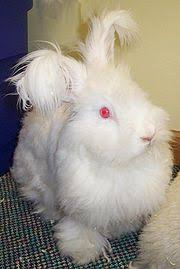Mga resulta ng larawan para sa Angora Ruby eyed English rabbit"