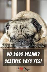 Do Dogs Dream Science Says Yes Low Energy Dogs Sleeping Dogs Fun Facts About Dogs
