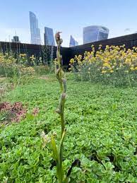 'i work with the dead. Orchid Thought To Be Extinct In Uk Found On Roof Of London Bank Wild Flowers The Guardian