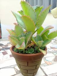 Kalanchoe Laetivirens Cacti And Succulents Succulents Garden Plants