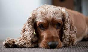 While the tail does not wag like a normal tail, it is definitely something rescuers have never seen before. Cocker Spaniel Dog Breed Information