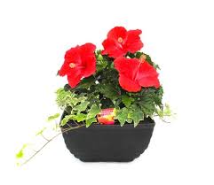 If you want loads of color in your yard, you can't go wrong with 'brandy punch' hardy hibiscus. 14 Garden With Hawaiian Punch Hibiscus Ideas Hawaiian Punch Hibiscus Hawaiian