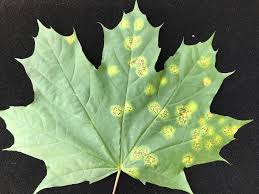 Oct 04, 2016 · every summer we get a few questions about blemished or discolored leaves on japanese maples, which are most often symptoms of leaf scorch, a noninfectious disease or disorder that occurs most often after prolonged periods of dry and windy hot weather or bright sunshine, when the roots of a tree, especially young or recently planted trees which have yet to develop a substantial root system, are. Tar Spot Disease City Of Hamilton Ontario Canada