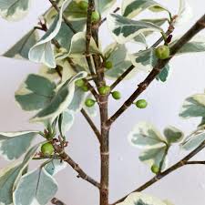 Image result for Ficus triangularis