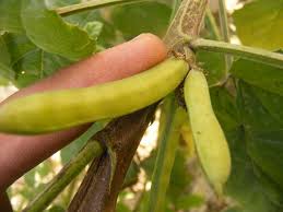 Image result for Cyamopsis tetragonoloba