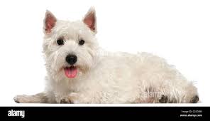 West highland terrier lying