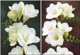 Freesia White Wonder Collection Easy To Grow Bulbs Freesia Flowers Freesia