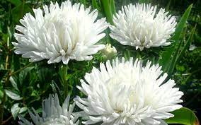 Сорта белых цветов, которыми можно украсить свою дачу | Школа садовода |  Дзен