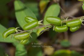 Image result for Pycnospora