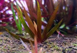 Image result for Xyris valida