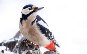Anschließend auswertung bei kaffee, tee und stolle. Essen Zahlt Vogel Fur Die Stunde Der Wintervogel So Konnt Ihr Mitmachen Radio Essen