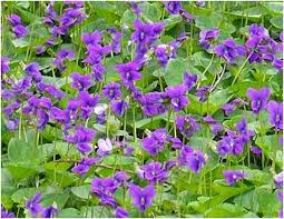 Violet, new jersey state flower. What Is The State Flower Of Illinois Whatsanswer