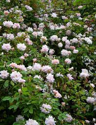Maybe you would like to learn more about one of these? Rosa Cecile Brunner Climbing Polyantha Rose Buy Online At Annie S Annuals