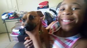 Talked to this very nice lady this morning who lost her Mini-Chi, She said  he is only 4 Lbs Very Timid & shy, scared & afraid his name is ACE he was