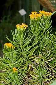 Image result for Senecio greenwayi