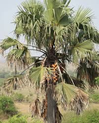 Image result for Borassus aethiopum