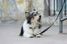 Dogs, bees and fruit flies. Lung Tumors Lap Of Love