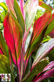 Maybe you would like to learn more about one of these? Best Tropical Garden Hotels Hotel Bougainvillea San Jose Costa Rica Tropical Flower Plants Tropical Garden Plants