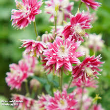 Aquilegia Nora Barlow
