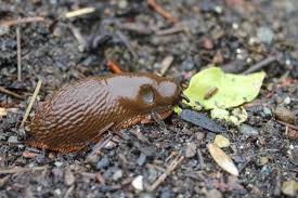 Pests can wreak havoc on cucumber plants, reducing overall yield and possibly killing the plant itself. Square Foot Gardening Slugs Ate My Cucumber Plants One Hundred Dollars A Month