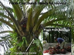Mills process ffb of unknown oil Indonesia Palm Oil Production