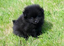 Cute Black And Brown Pomeranian Pin By Holly Villwock On Pomeranians Pomeranian Puppy Pomeranian Puppy Haircut Pomeranian Dog
