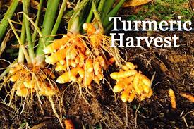 Image result for turmeric plant