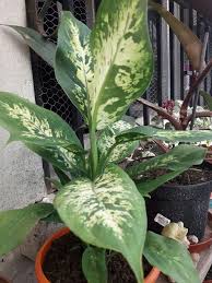 How To Propagate A Dieffenbachia Plant In 2020 Plants Propagating Plants Dieffenbachia Houseplant
