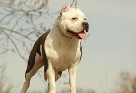 Pit Bull Breeds And Types With Pictures