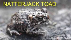 Natterjack toad guide: how to identify and where to see - Discover ...