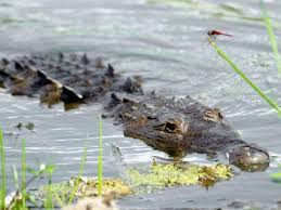 Leave the crocs alone! Conservation ecologist calls for protection of  species