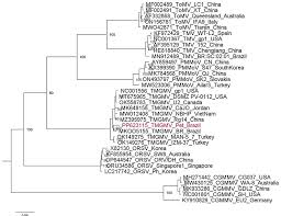 Image result for Barleria megalosiphon