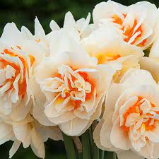 Daffodil Flower Parade Daffodil Bulbs Flowers Bulb Flowers