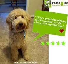 Dog Grooming Golden Retriever Retriever Puppy Grooming