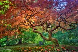 Arterial Spray Portland Japanese Gardens Fototripper