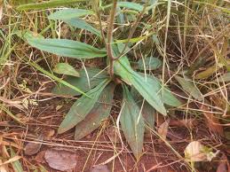 Image result for Hypericophyllum