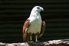Burung lovebird termahal warna di indonesia jenis harga suara gambar 2021 dunia blorok download gacor paling mahal biola bulu juara daftar foto love bird jual mp3 makanan nama pasaran sangkar tercantik dan saat ini urutan yang yg. Mengenal Elang Bondol Yang Jadi Maskot Asian Para Games Halaman All Kompas Com
